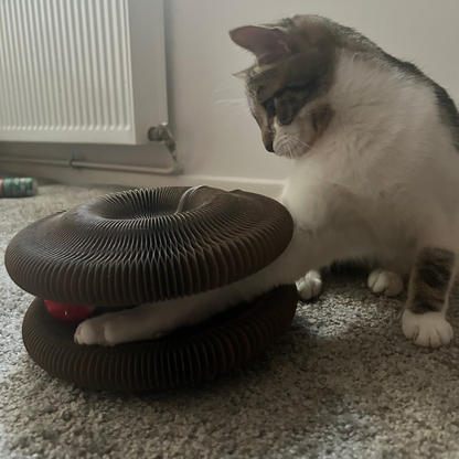 Griffoir Rond et Jouet Interactif