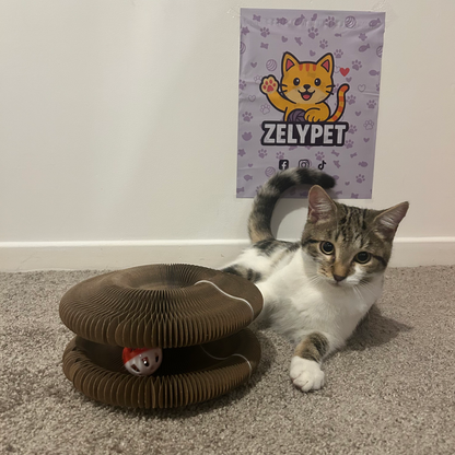 Griffoir Rond et Jouet Interactif