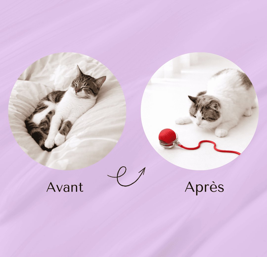 avant apres chat balle interactive