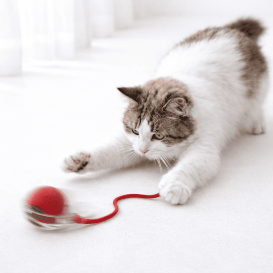 balle interactive pour chat anti ennui