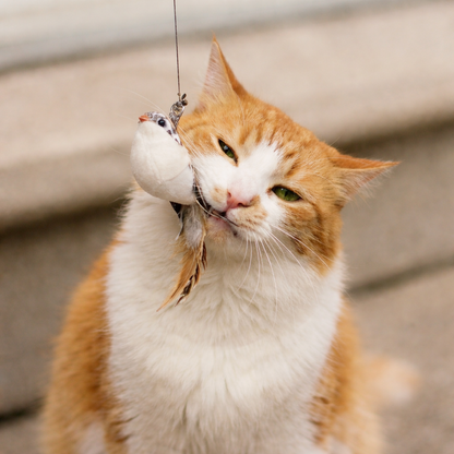 Jouet interactif à ventouse – stimulation & anti-ennui