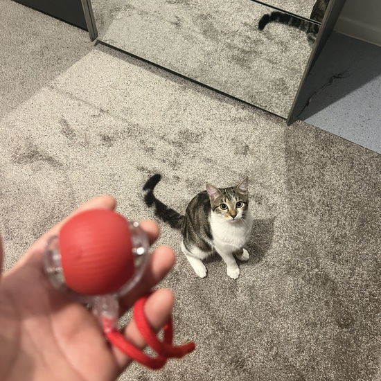 video balle interactive pour chat