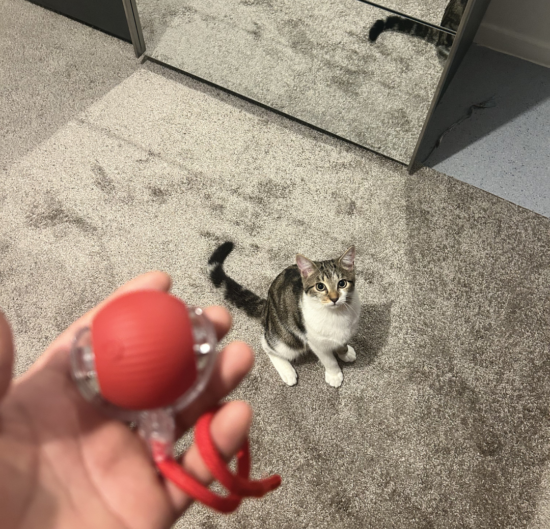 video balle interactive pour chat